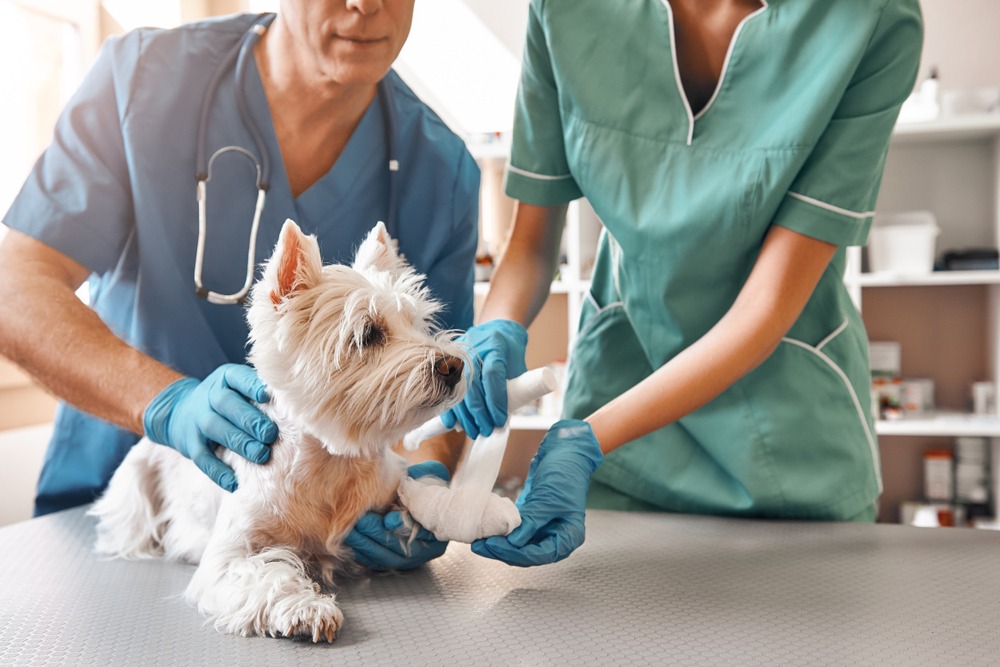 ¿Qué es lo imprescindible en una clínica veterinaria?