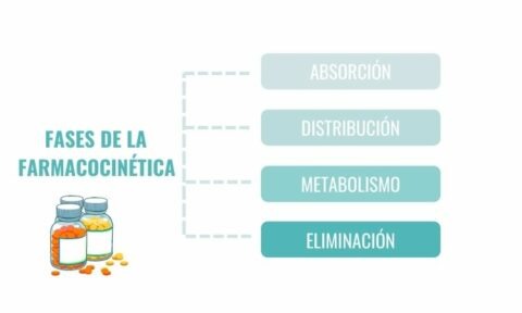 Farmacocinética: Fases De Los Medicamentos En El Organismo