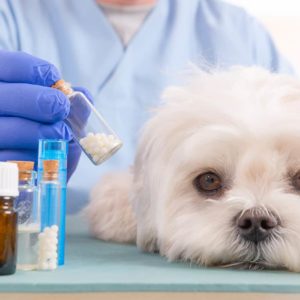 Estudiar máster farmacia veterinaria